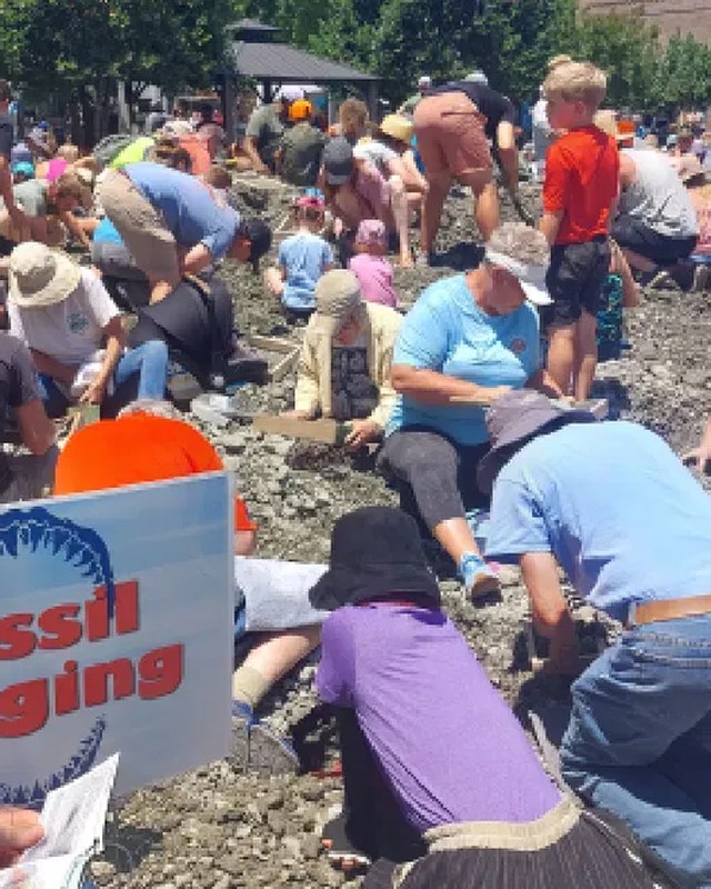Image for North Carolina Fossil Festival