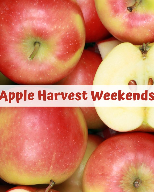 Image for Apple Harvest Weekends