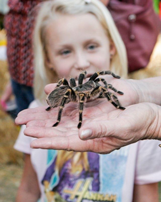 Image for Coarsegold Tarantula Festival