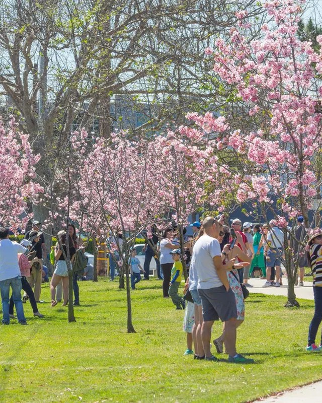 Image for Cherry Blossom Cultural Festival