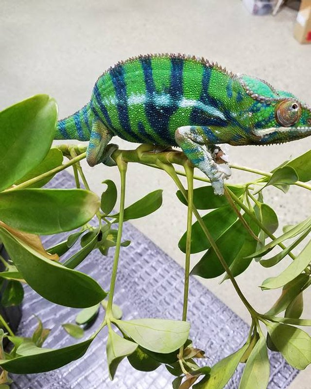 A green chameleon perched on leafy branches on a table indoors.