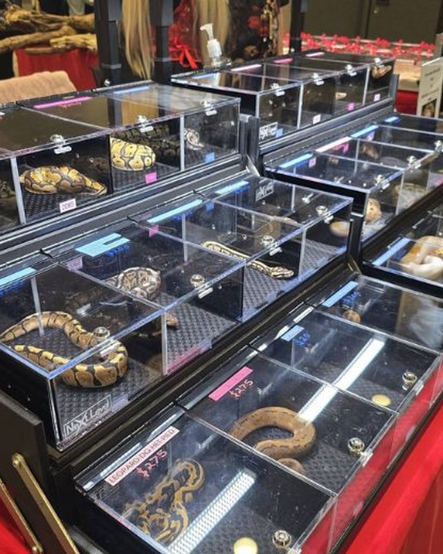Image for St. Louis / Bridgeton Missouri Reptile Show