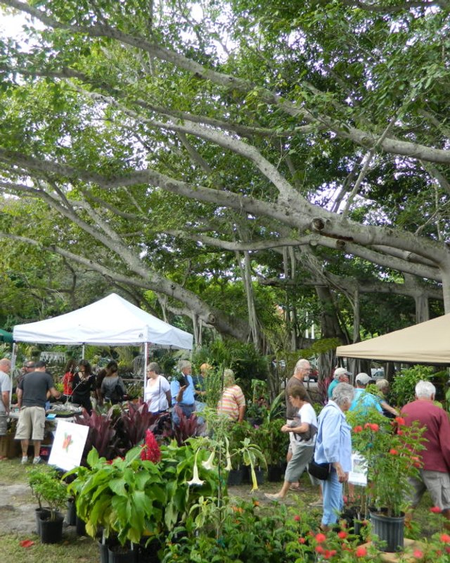 Shoppers and vendor tents under a large banyan tree at the Autumn Garden Festival
