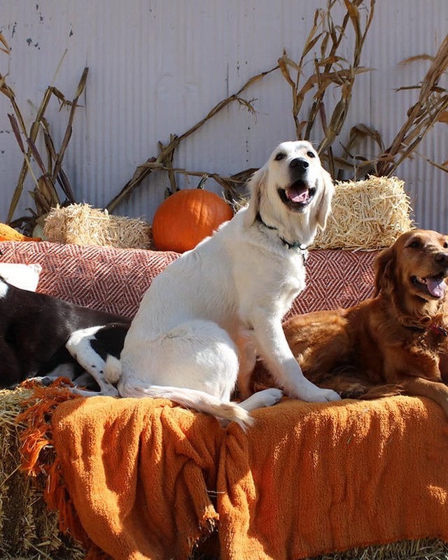 Image for Dog Days at the Maze