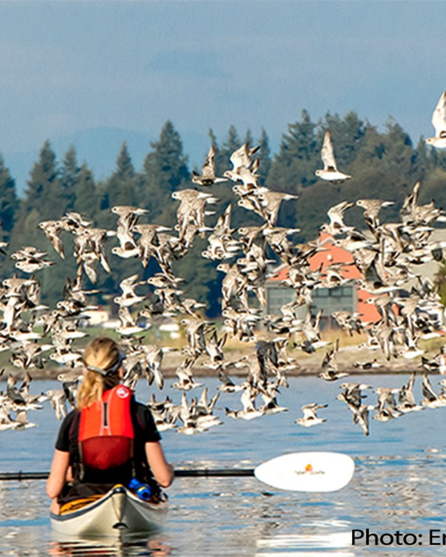 Image for Wings Over Water Northwest Birding Festival