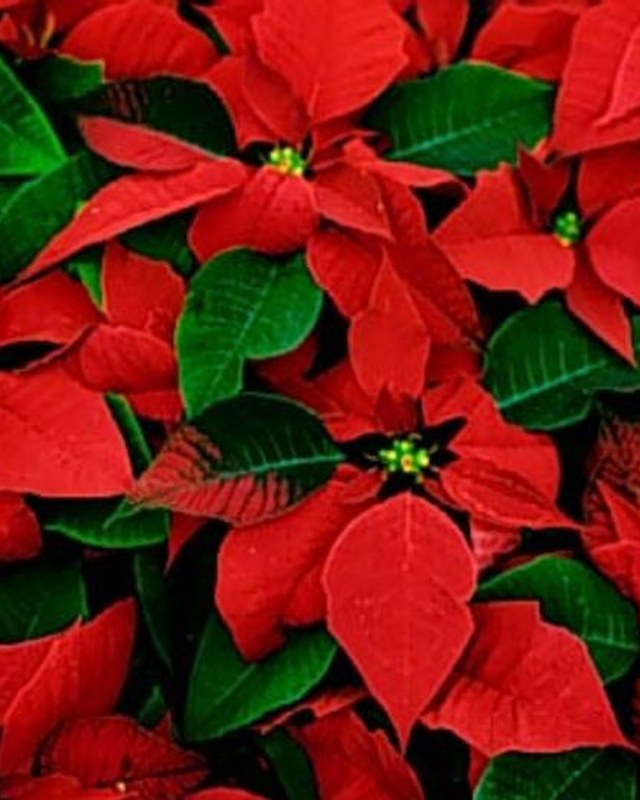 Image for Arts & Crafts Fair 48th