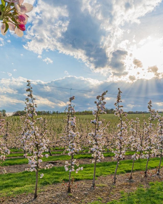 Image for 3rd Annual Spring Blossom Event