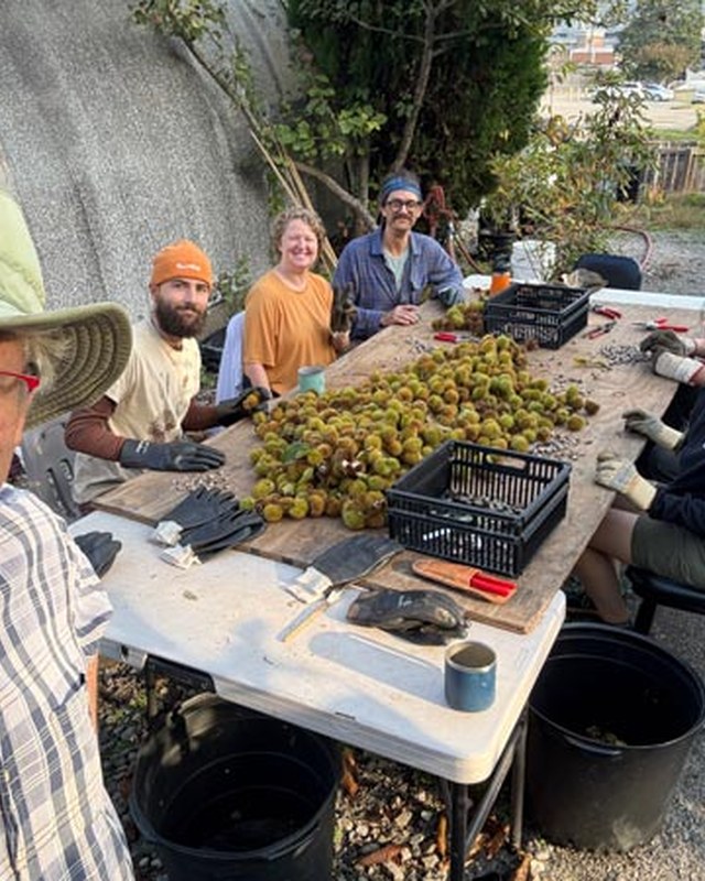 Image for American Chestnut Festival