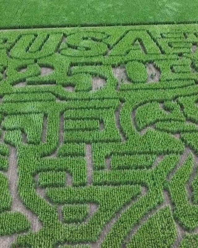 Image for Lost Sheep Corn Maze Faith & Family Sundays