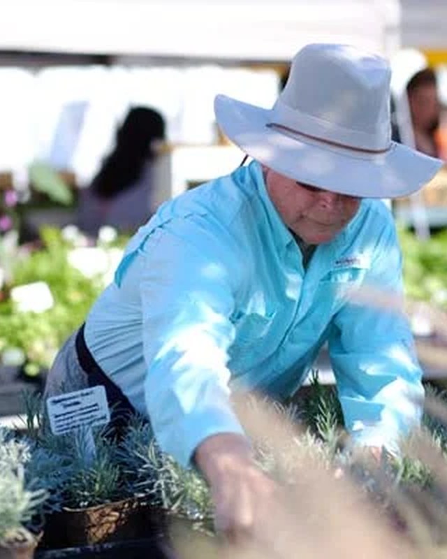 Image for Jackson Square Lavender Festival