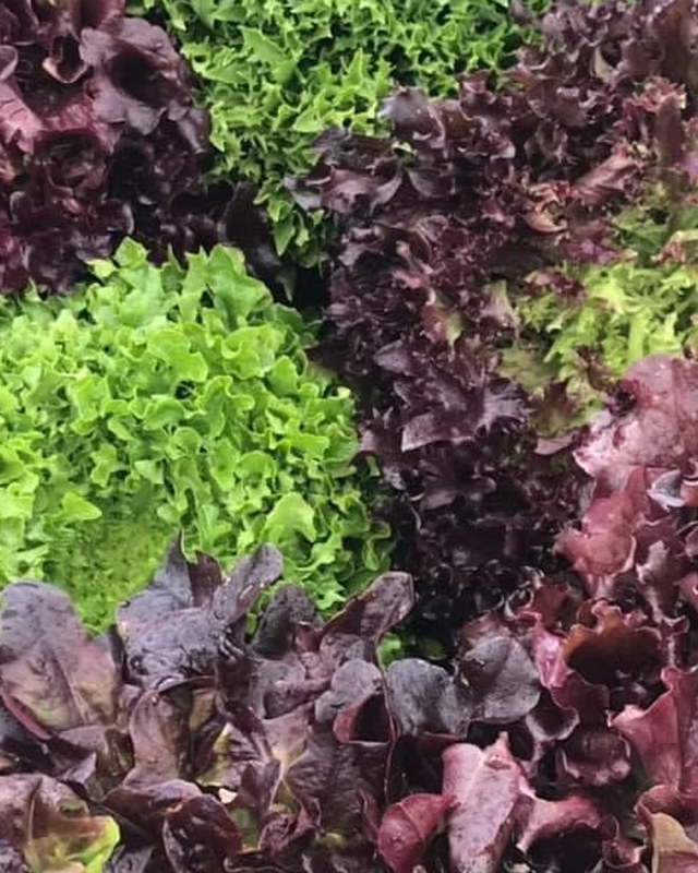 Image for Silverton Winter Farmers Market
