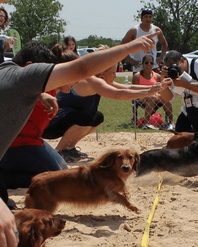 Image for Dog Days Canine Event