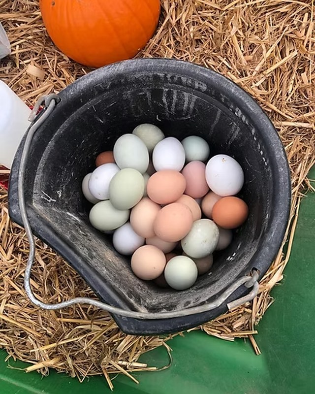 Image for Boundary Creek Farm Fall Festival