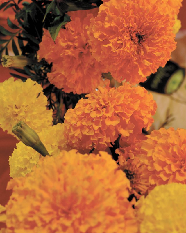 Image for Coastal Garden Festival