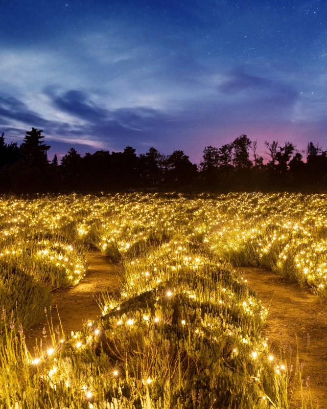 Image for Christmas Nights at 123 Farm