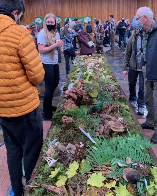 Visitors gathered around a long display table of wild mushrooms and moss at the Fall Mushroom Show