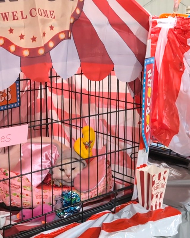 Image for Community Cat Show "Purr-forming Under the Big Top!"