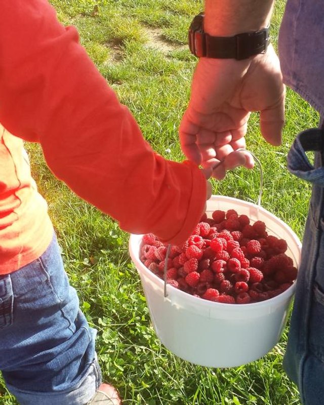 Hands holding a bucket of fresh red raspberries in a grassy orchard
