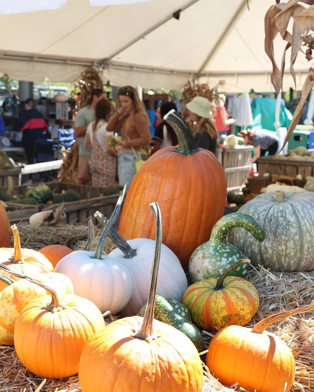 Image for Fall Ball, Y'all Festival