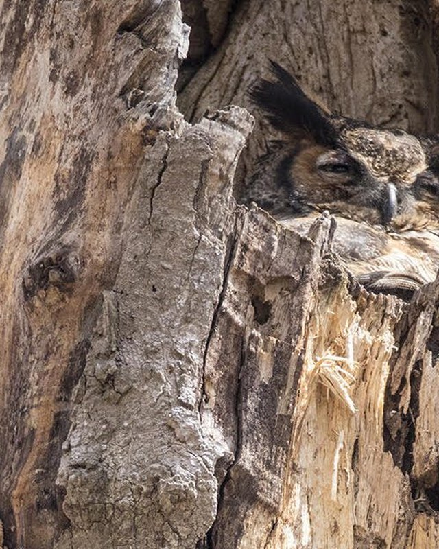 Image for OwlFest 2026 (October Owl Festival) at Eagle Creek Park