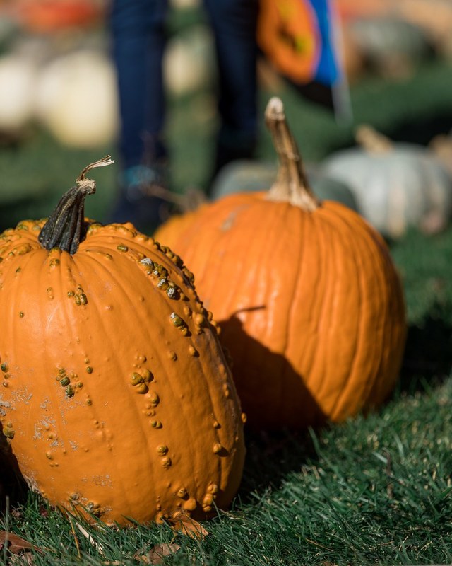 Image for Castle Rock Fall Festival