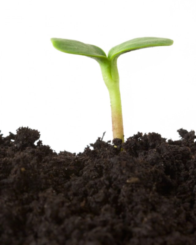 Image for Seed Festival