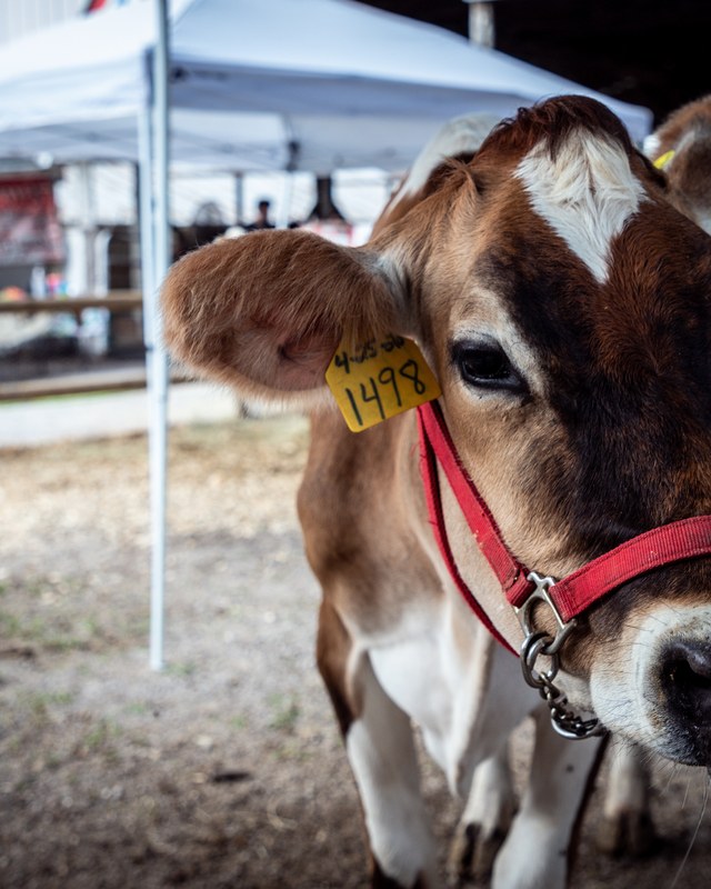 Image for Bath County Fair