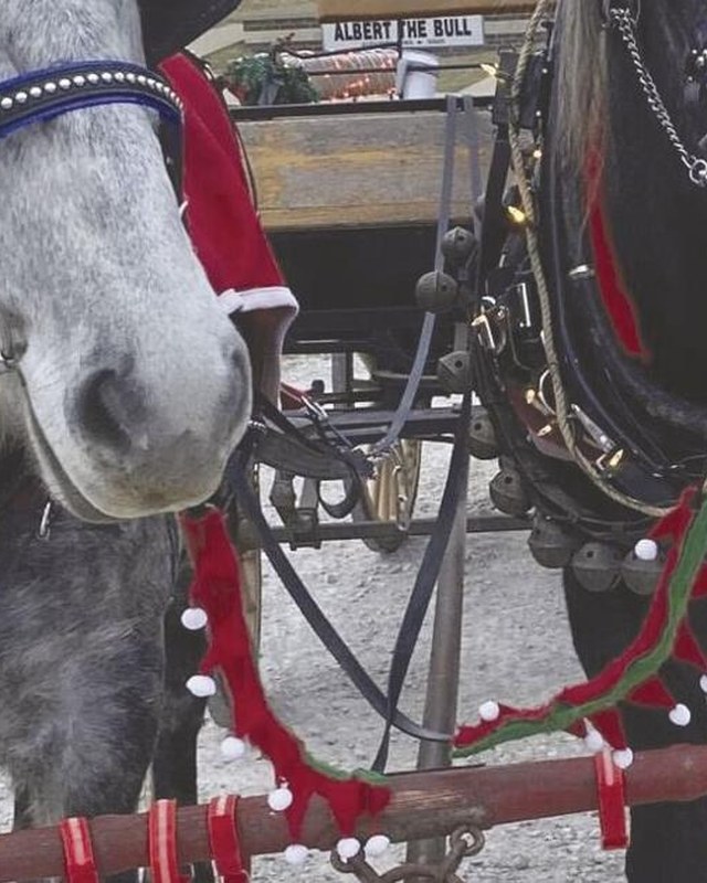 Image for Audubon Hometown Christmas