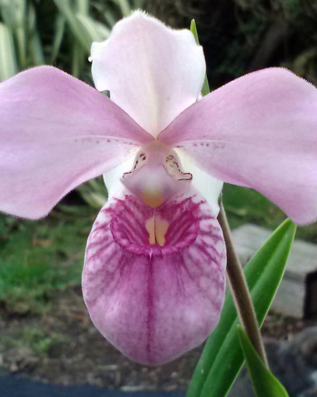 Close-up of a pink and magenta lady-slipper orchid bloom with its white upper petals and striped pouch lip.