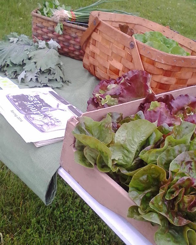 Baskets of fresh lettuce and produce set out on the grass beside a market handout.