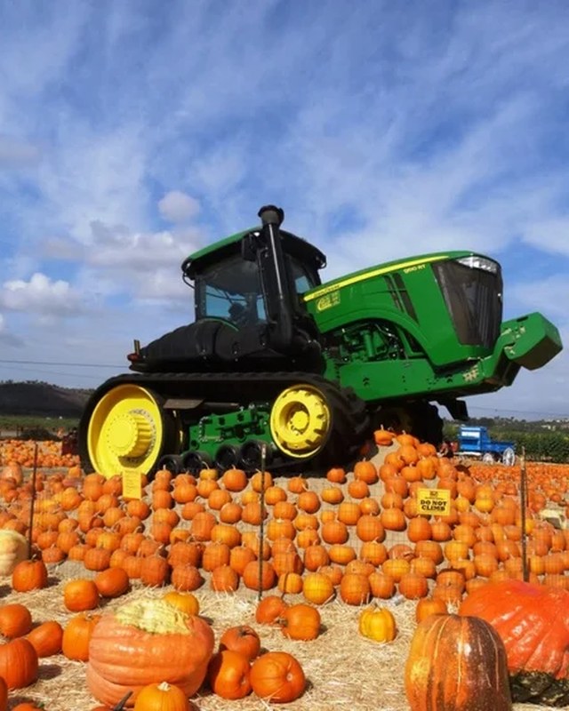 Image for 29th Annual Fall Harvest Festival