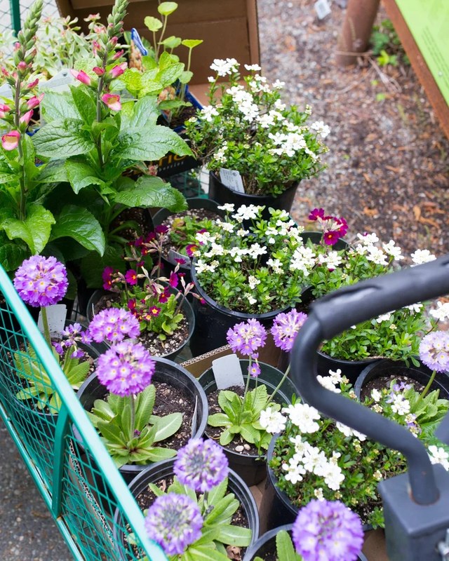 Image for Alaska Botanical Garden Summer Plant Sale (Plant Sales Kickoff)