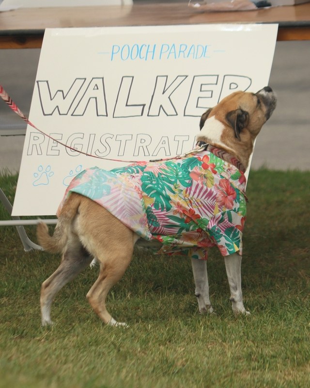 Image for 26th Annual Pooch Parade