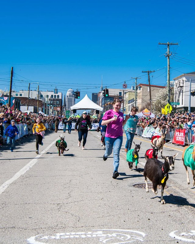 Costumed goat race running down a street past a large crowd at NuLu Bock Fest