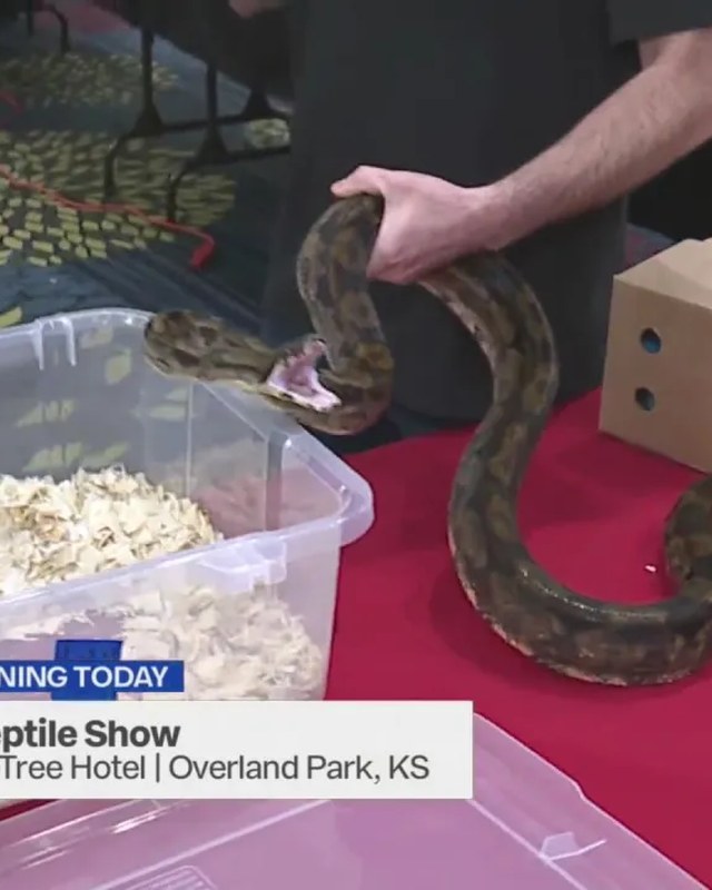 Image for Kansas City Reptile Show