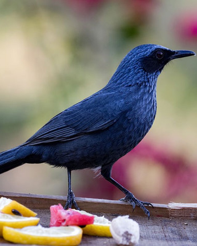 Image for Laredo Birding Festival