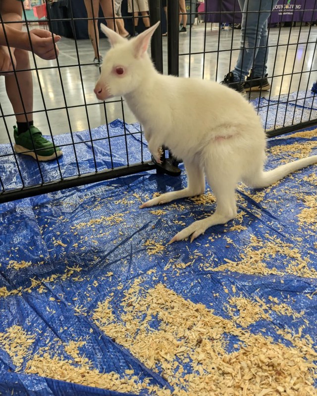 Image for CF Exotic Pet Expo — Jackson, TN