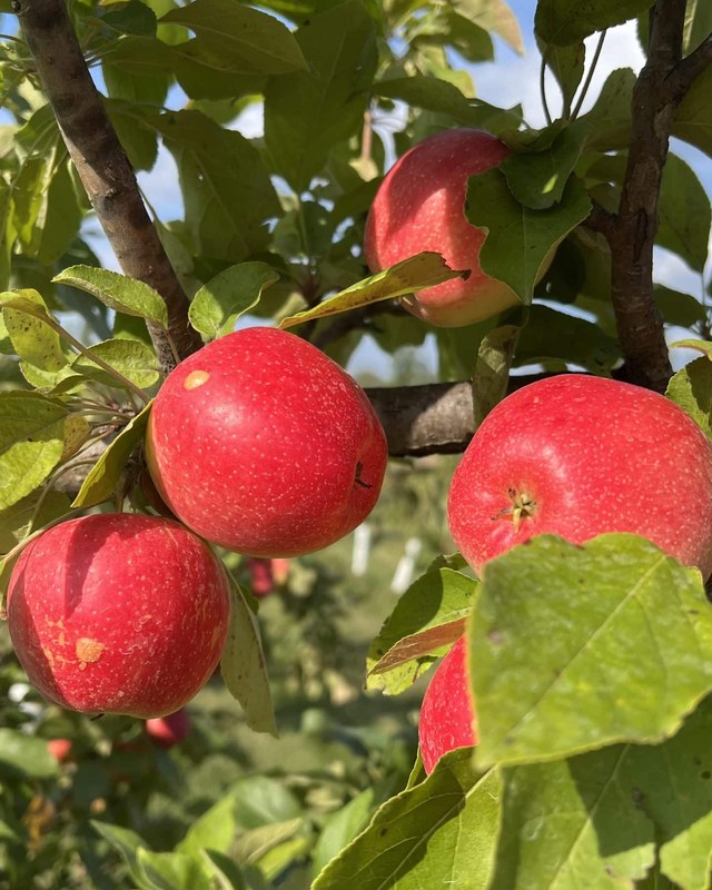 Image for Gilby's Apple Festival