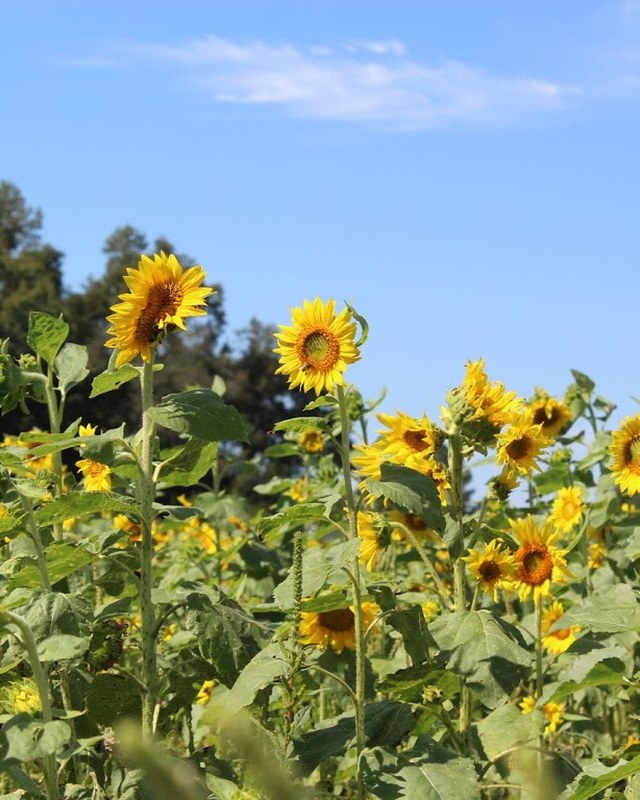 Image for 2026 Harvest Market