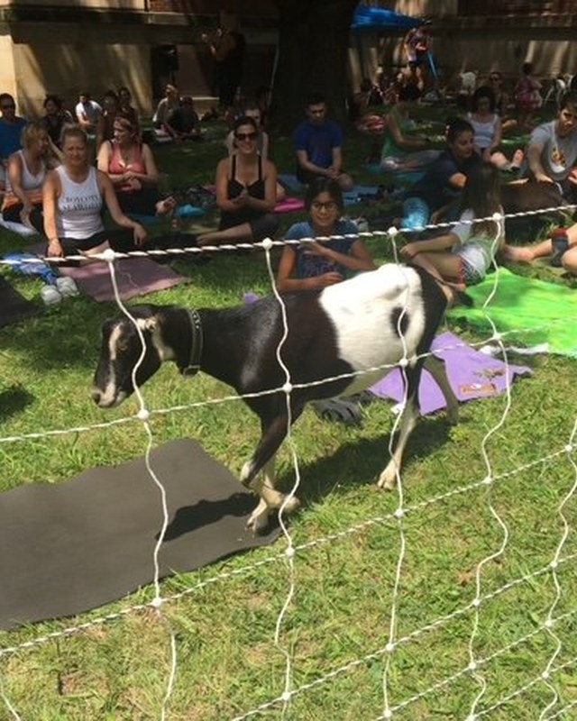 Image for Goat Fest