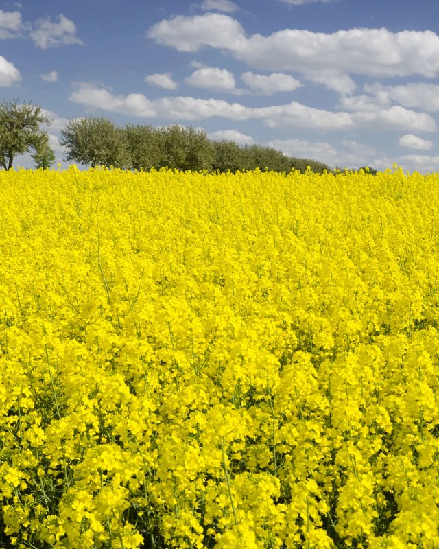 Image for WAVE River Counties Ag Day