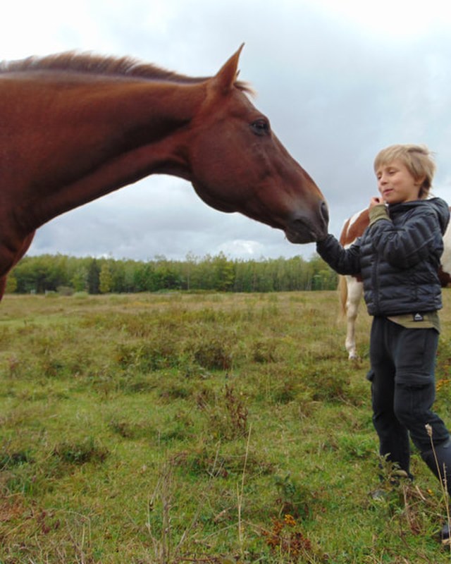 Image for UHEAL Craft Fair & Tack Sale