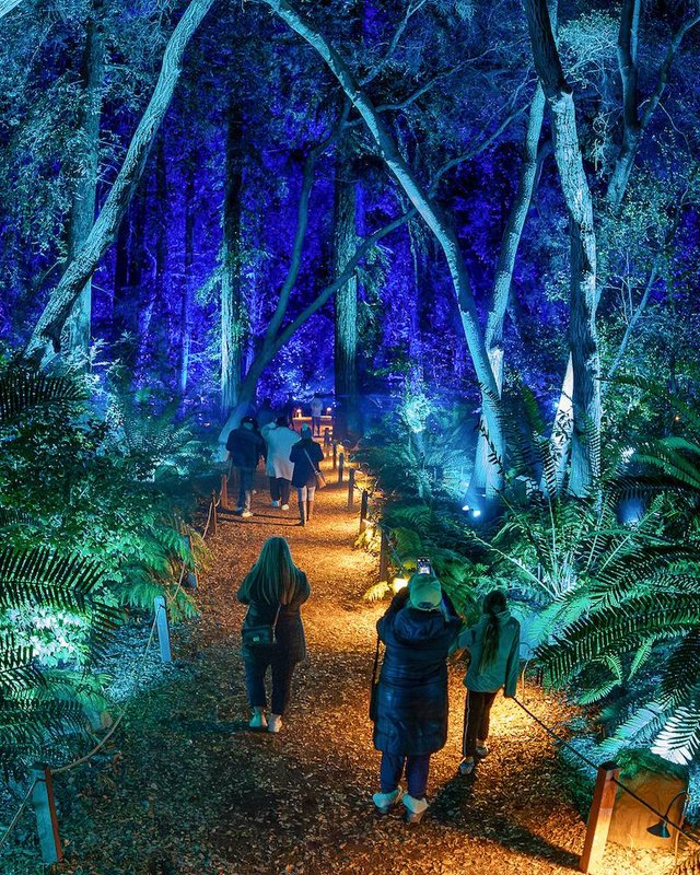 Visitors walking a lit path through blue-illuminated trees at the Enchanted Forest of Light