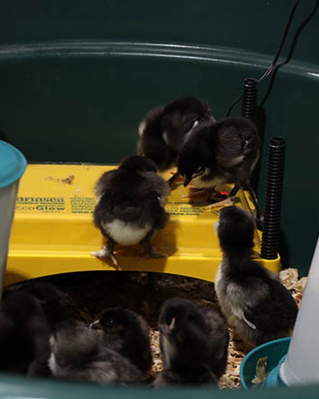 Image for Alaska Farm & Garden Show