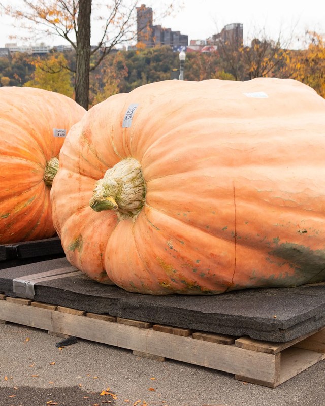 Image for Pittsburgh Monster Pumpkins Festival