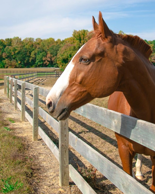 Image for Fall Festival / Hanover Field and Farm Tour