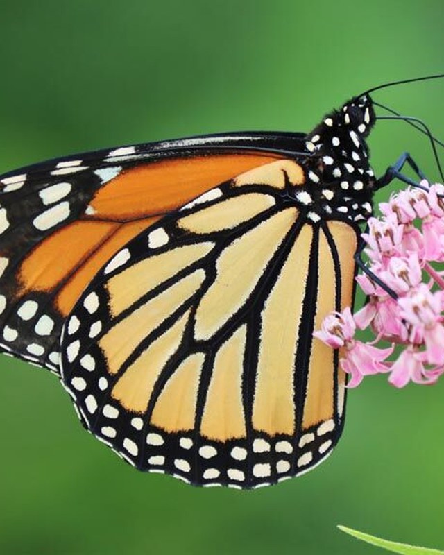 Image for Butterflies on the Battlefield: Pollinator and Nature Festival