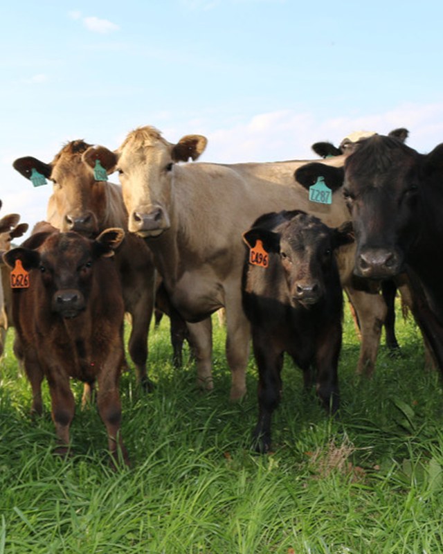 Image for North Alabama Ag Expo