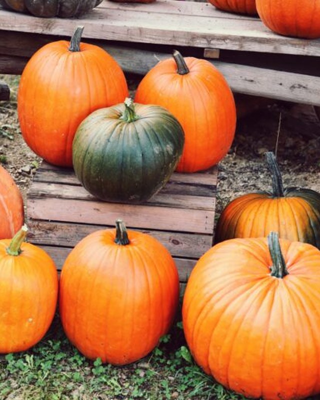 Image for Ringgold Pumpkin Fest