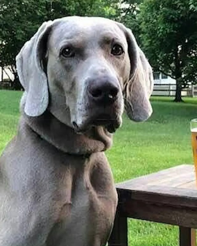 Image for 10th Annual Pints 4 Paws Homebrewing and Craft Beer Festival